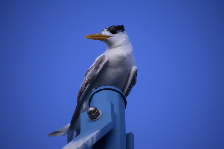 Tern crested 019.JPG